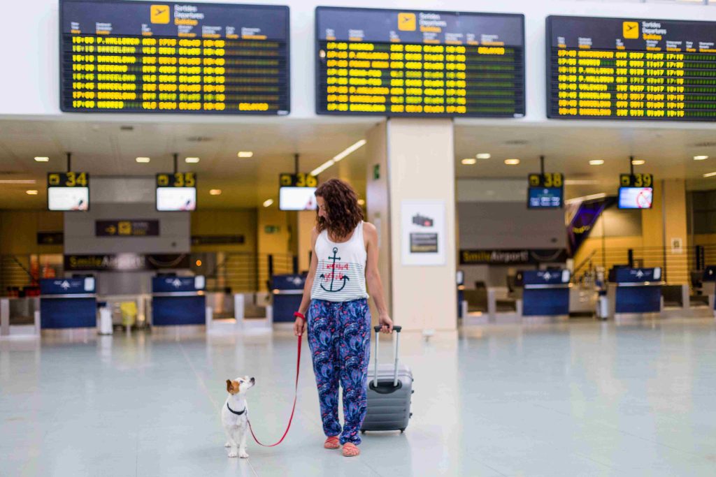Emergency Travel? Reliable Cat Boarding In Dubai Solutions