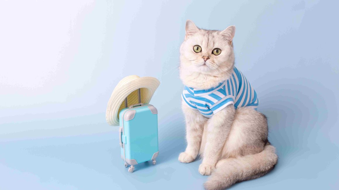 Emergency Travel? Reliable Cat Boarding In Dubai Solutions