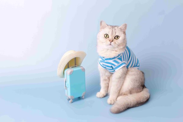 Emergency Travel? Reliable Cat Boarding In Dubai Solutions